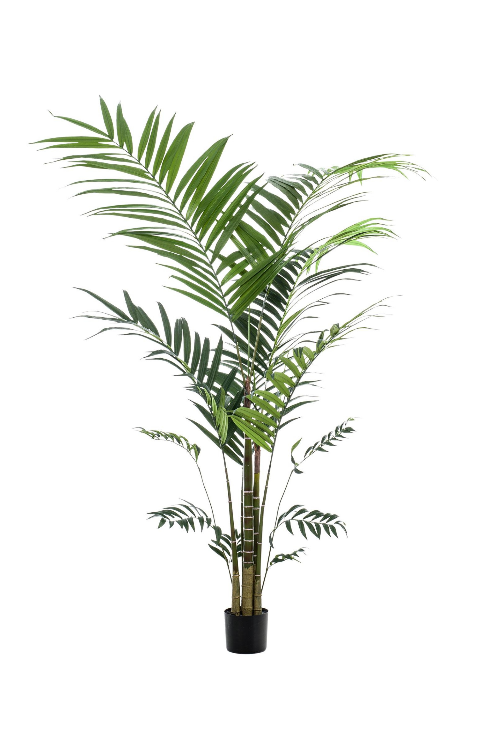 Künstliche Kentia-Palme, 210 cm – Ultrarealistische, dekorative Tropenpalme  – Douceur Maison