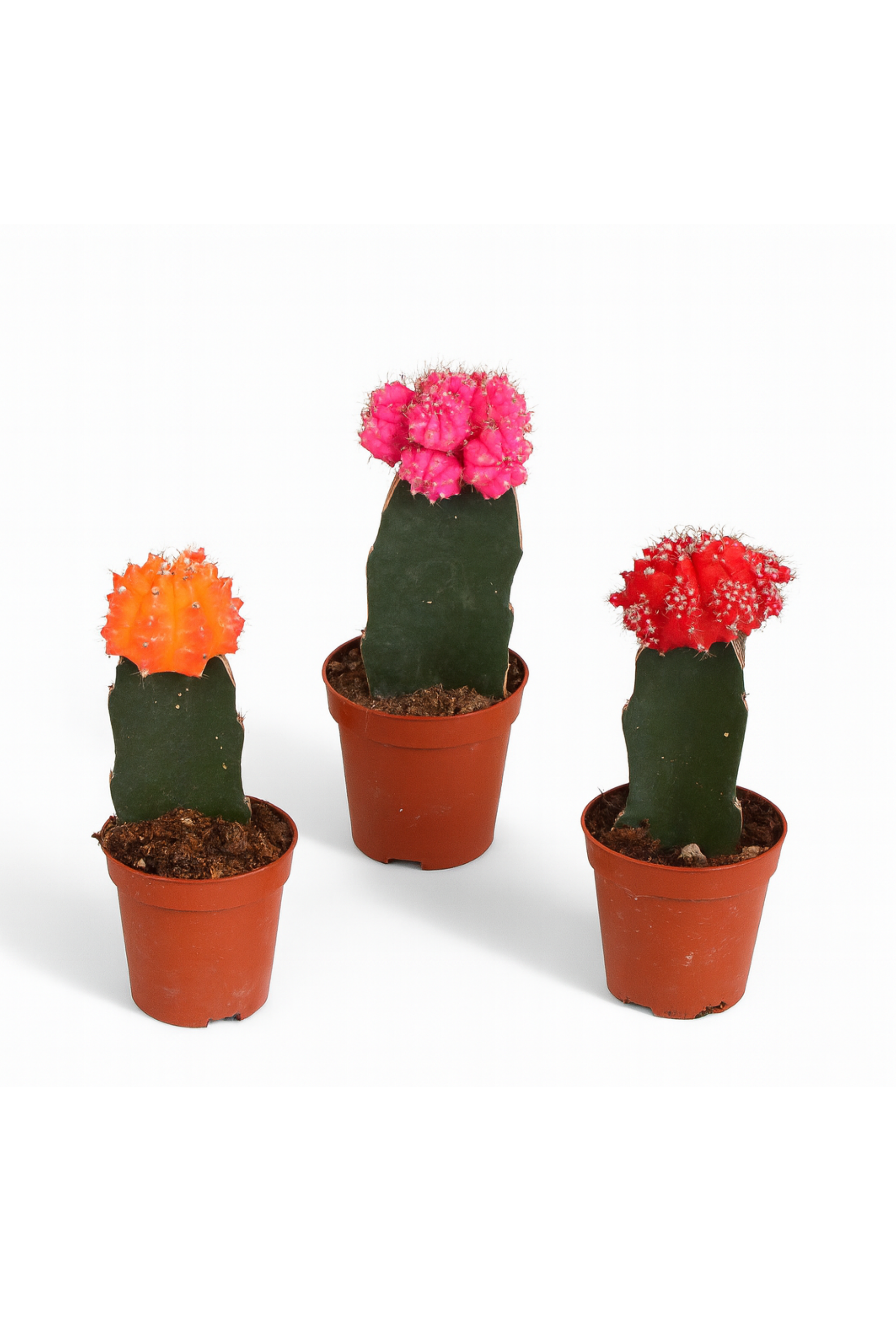 Trio bunter Gymnocalycium – veredelte Minikakteen Ø5,5 cm – Douceur Maison