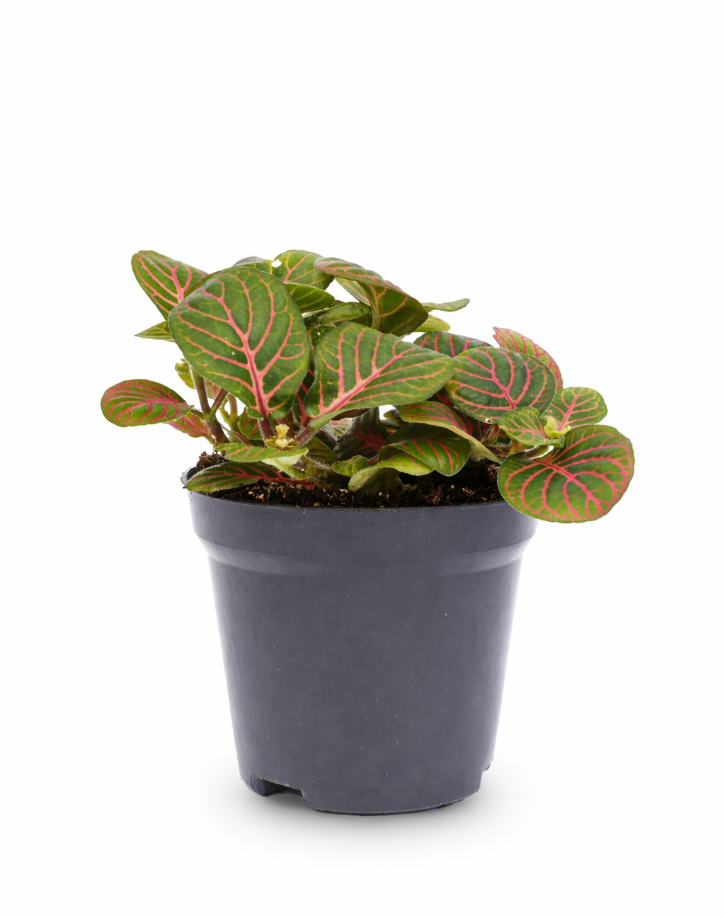 Fittonia Bubble Red – Rot-grüne Mosaikpflanze – Tropische Zimmerpflanze Ø  8,5 cm – Douceur Maison