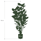 Polyscias (Aralia) artificielle haut de gamme – Plante décorative ultra-réaliste de 105 cm à 160 cm