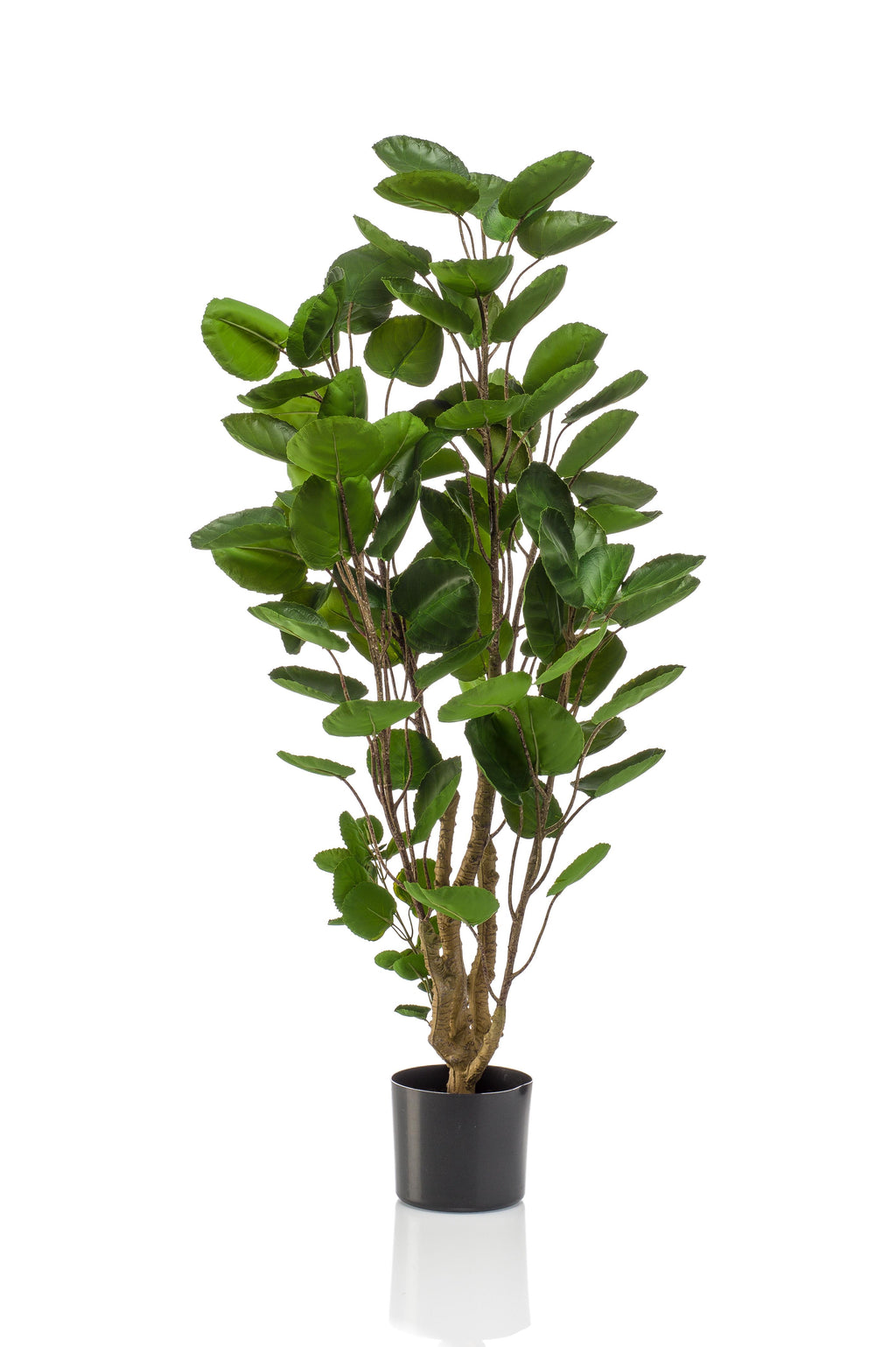 Polyscias (Aralia) artificielle haut de gamme – Plante décorative ultra-réaliste de 105 cm à 160 cm