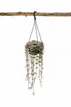 Ceropegia Woodii Variegata – Seltene Hängepflanze Herz-am-Faden – Ø14 cm