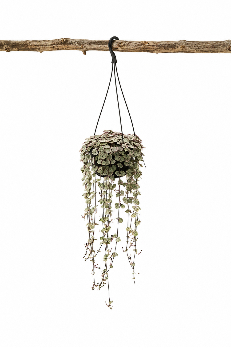 Ceropegia Woodii Variegata – Seltene Hängepflanze Herz-am-Faden – Ø14 cm