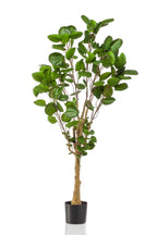 Polyscias (Aralia) artificielle haut de gamme – Plante décorative ultra-réaliste de 105 cm à 160 cm