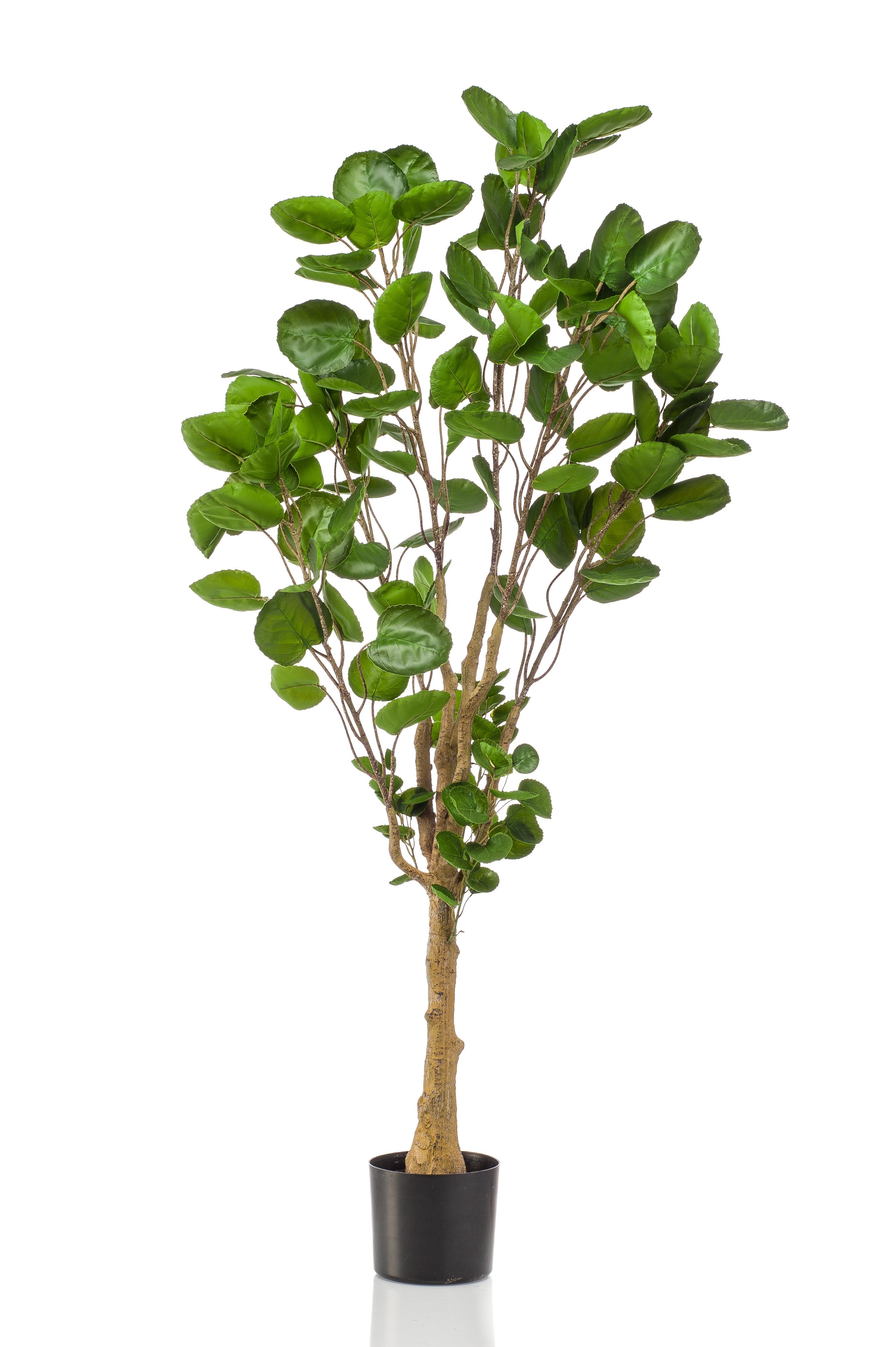 Polyscias (Aralia) artificielle haut de gamme – Plante décorative ultra-réaliste de 105 cm à 160 cm