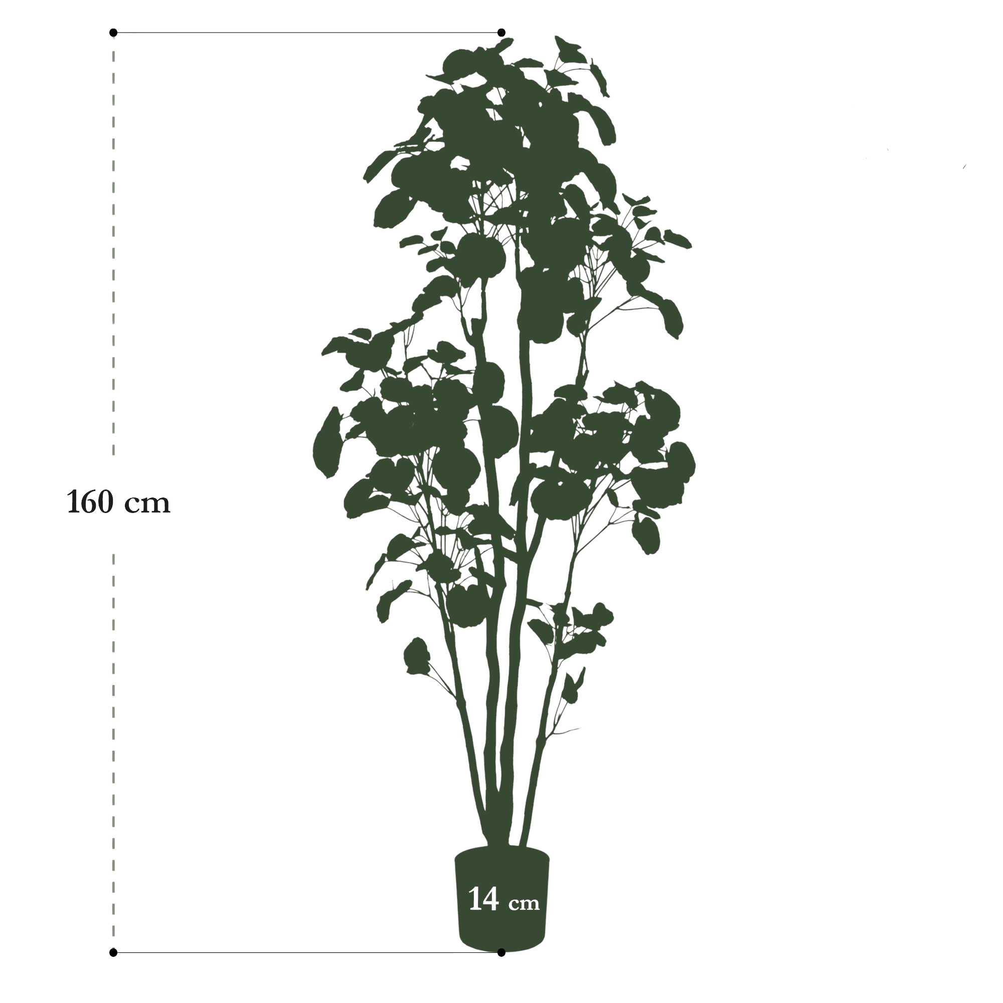 Polyscias (Aralia) artificielle haut de gamme – Plante décorative ultra-réaliste de 105 cm à 160 cm