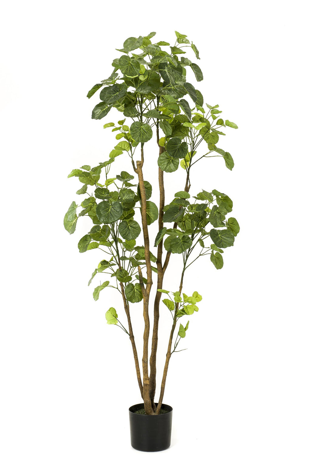 Polyscias (Aralia) artificielle haut de gamme – Plante décorative ultra-réaliste de 105 cm à 160 cm