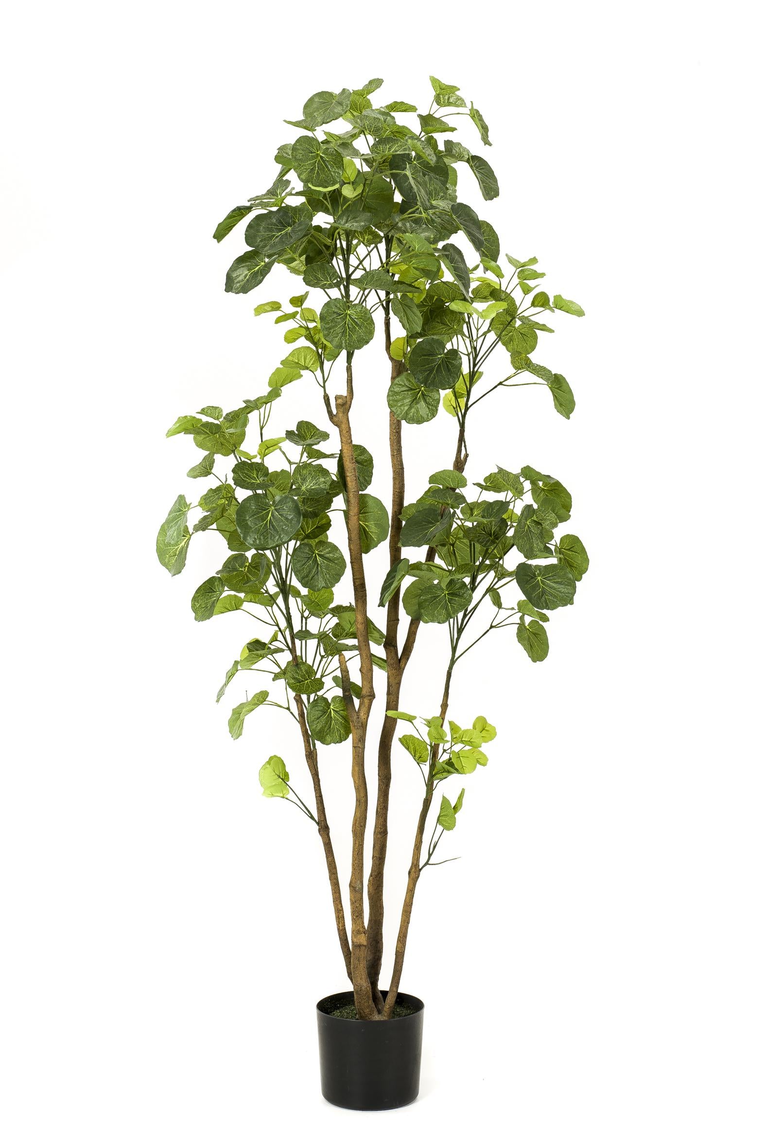 Polyscias (Aralia) artificielle haut de gamme – Plante décorative ultra-réaliste de 105 cm à 160 cm