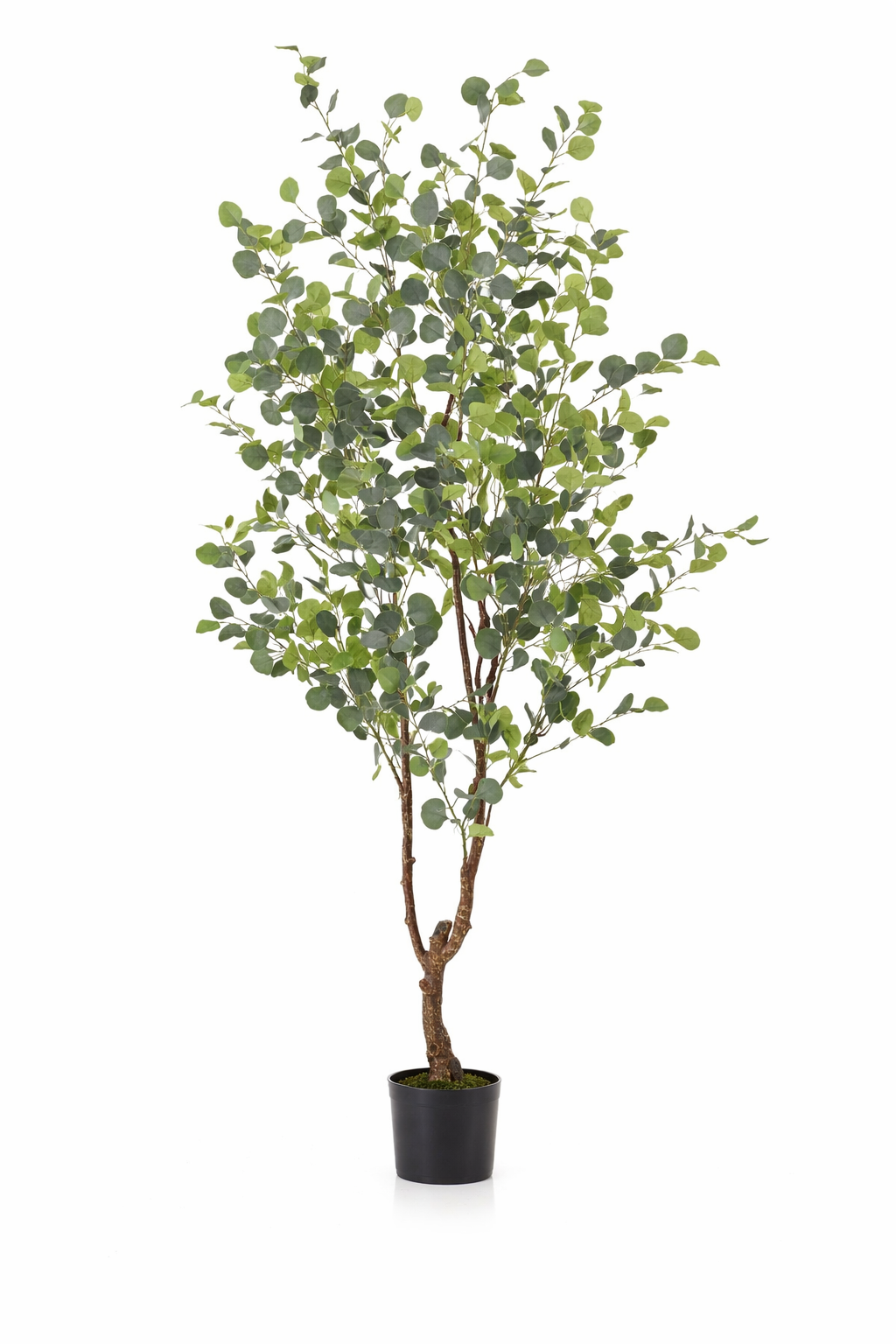 Eucalyptus artificiel – Gommier bleu décoratif 120 cm | 140 cm | 180 cm