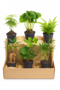 Set de 6 Mini Plantes Vertes – Pot Ø6 cm | Asparagus, Coffea Arabica, Ficus Ginseng, Fougère, Hedera, Bergpalm