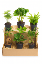 Set de 6 Mini Plantes Vertes – Pot Ø6 cm | Asparagus, Coffea Arabica, Ficus Ginseng, Fougère, Hedera, Bergpalm