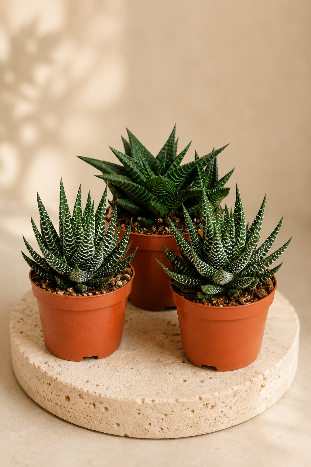 Mix Gasteria & Haworthia – 3 Large Succulents – Ø8.5 cm – Without Pot