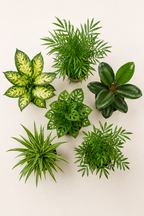 Box Surprise de Plantes – 6 Plantes Tropicales d'Intérieur – Pot Ø12 cm