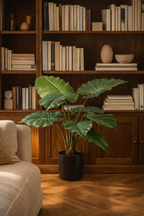 Alocasia artificielle — Olifantsoor — Plante d’intérieur design — 70 cm, 150 cm & 180 cm