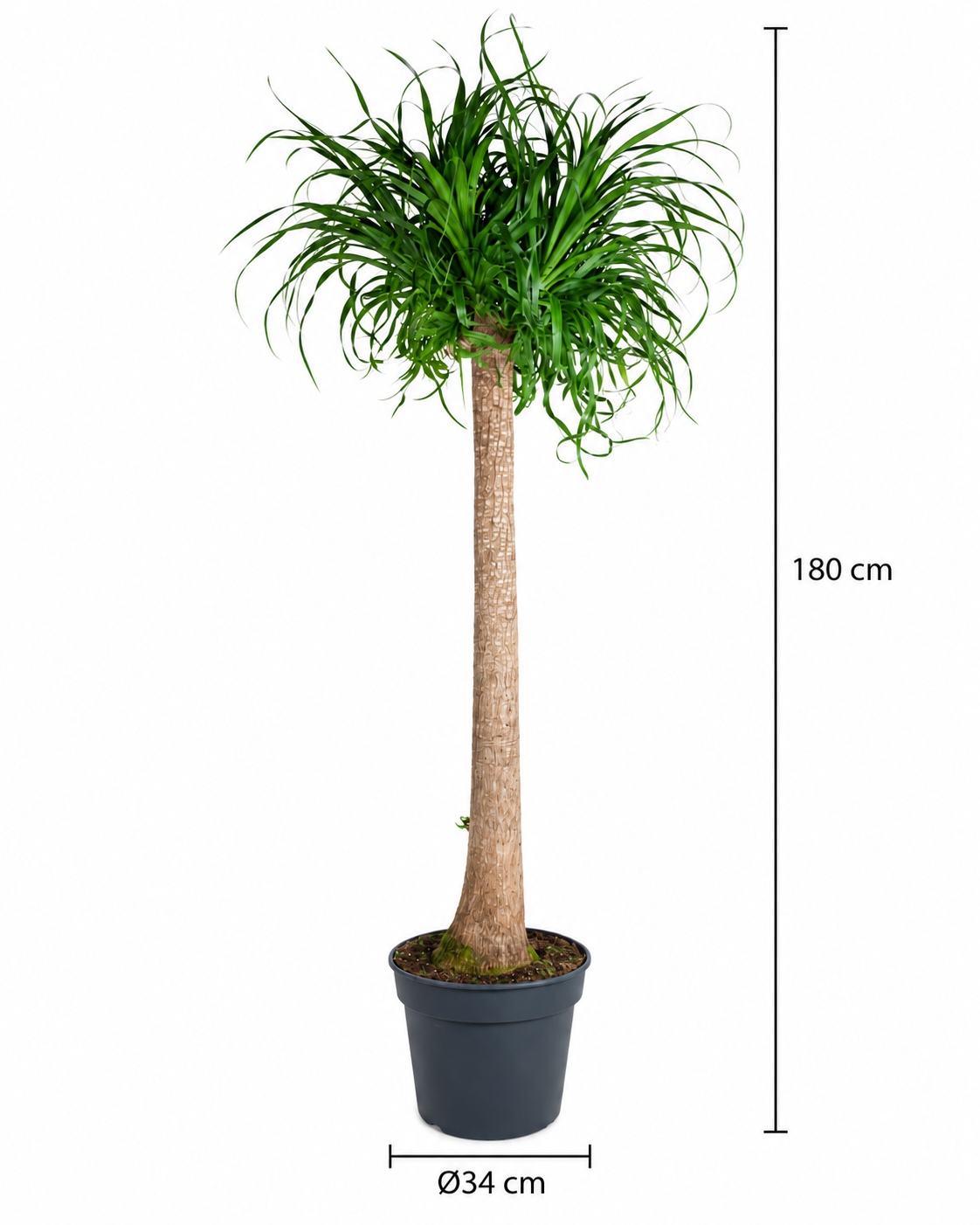 Beaucarnea Recurvata XXL – Pied d’Éléphant – 180 cm – Ø34 cm