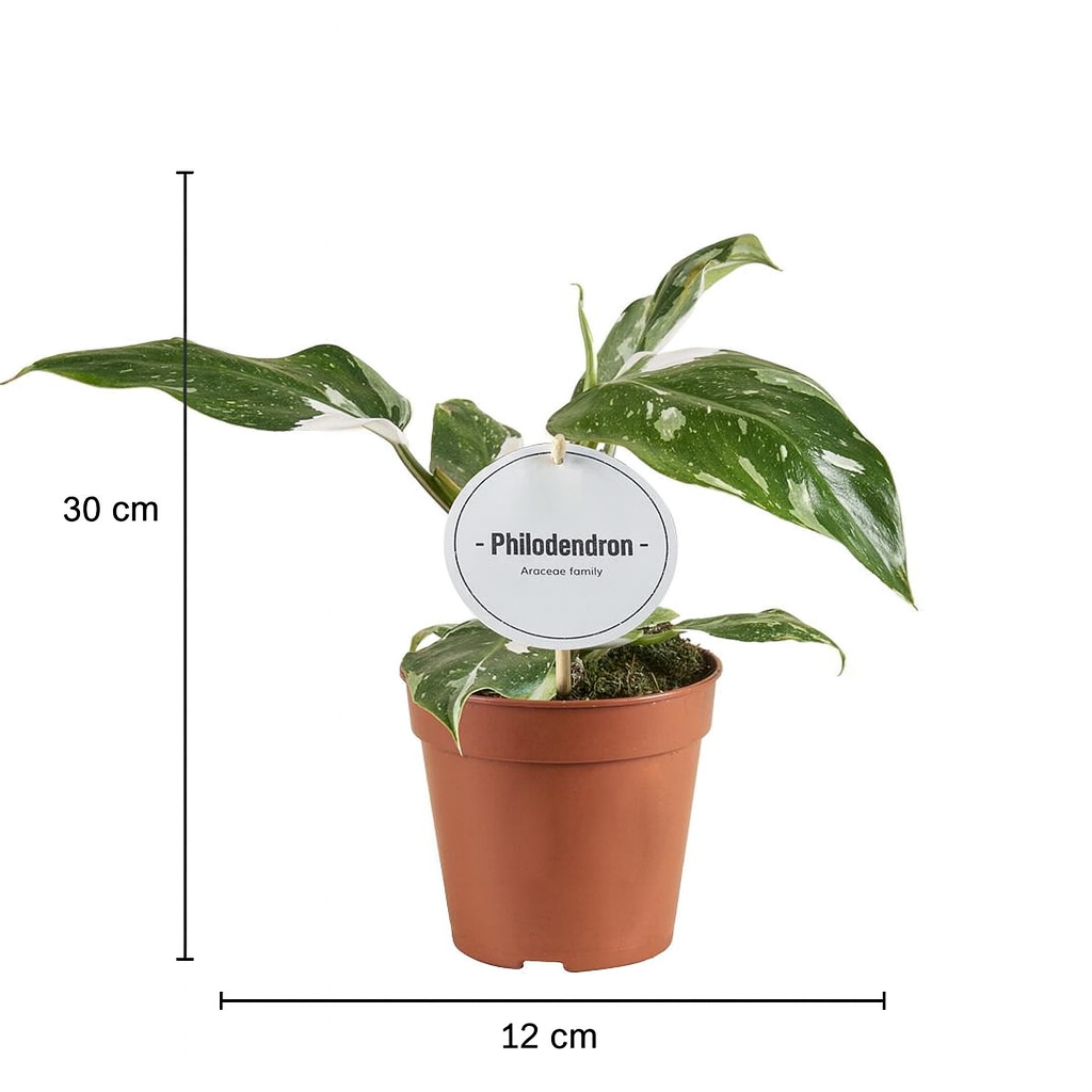 Philodendron White Princess – Plante rare & marbrures uniques (B Grade) – Ø12 cm – 30 cm