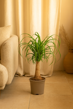 Beaucarnea Recurvata — Pied d’Éléphant — Élégance naturelle & tronc sculptural