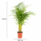 Palmier Areca (Dypsis lutescens) – Ø17/21 cm – 70/100/130 cm