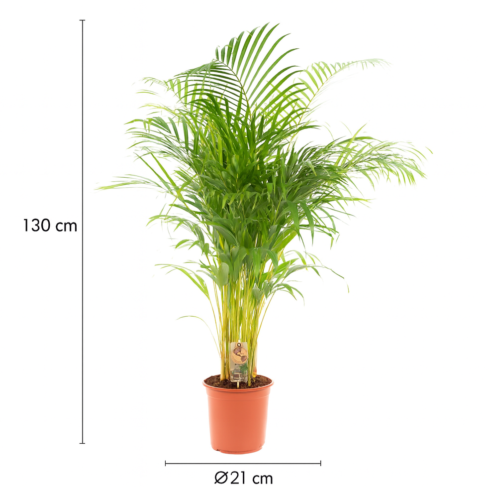Palmier Areca (Dypsis lutescens) – Ø17/21 cm – 70/100/130 cm