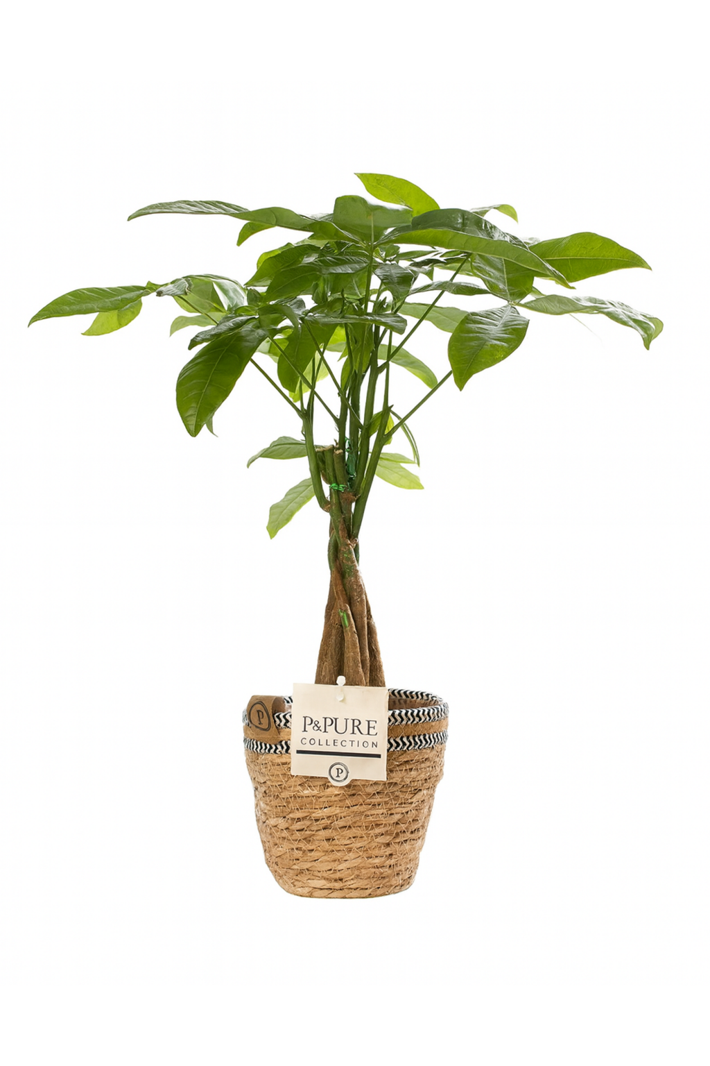 Pachira Aquatica – 45 cm – P&PURE Collection Céramique Noire ou Panier Naturel – Pot Ø12 cm