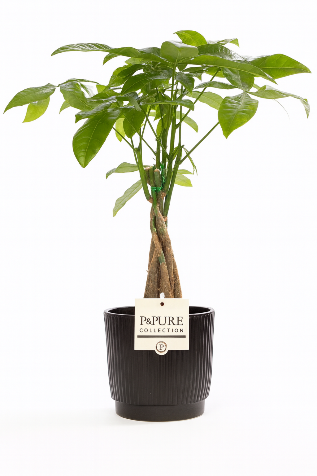 Pachira Aquatica – 45 cm – P&PURE Collection Céramique Noire ou Panier Naturel – Pot Ø12 cm