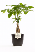 Pachira Aquatica – 45 cm – P&amp;PURE Schwarze Keramikkollektion oder Naturkorb – Topf Ø12 cm