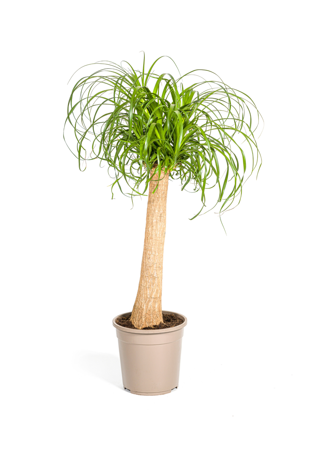 Beaucarnea Recurvata — Pied d’Éléphant — Élégance naturelle & tronc sculptural