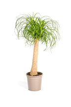 Beaucarnea Recurvata — Pied d’Éléphant — Élégance naturelle & tronc sculptural