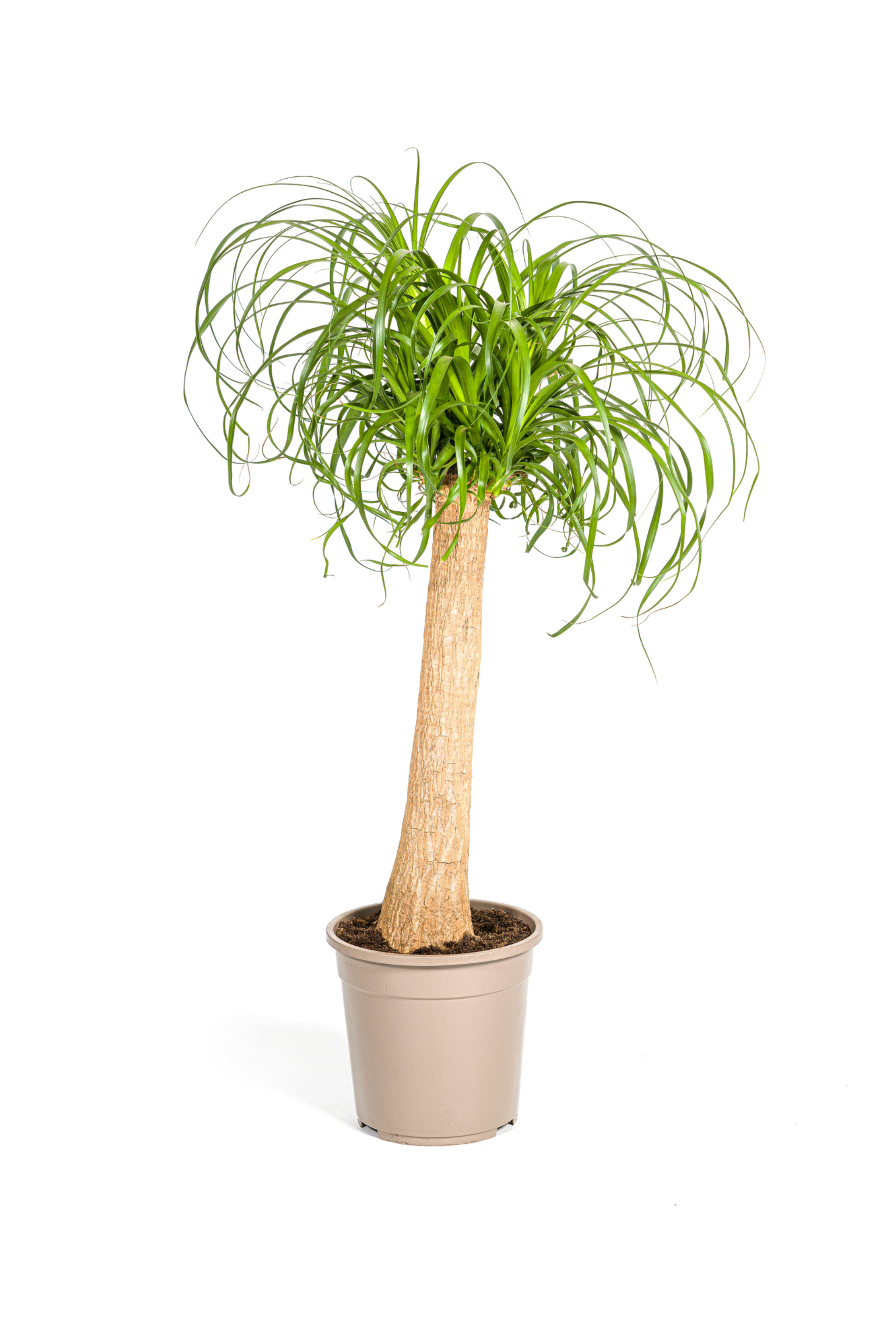 Beaucarnea Recurvata — Pied d’Éléphant — Élégance naturelle & tronc sculptural