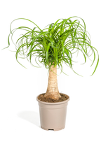 Beaucarnea Recurvata — Pied d’Éléphant — Élégance naturelle & tronc sculptural