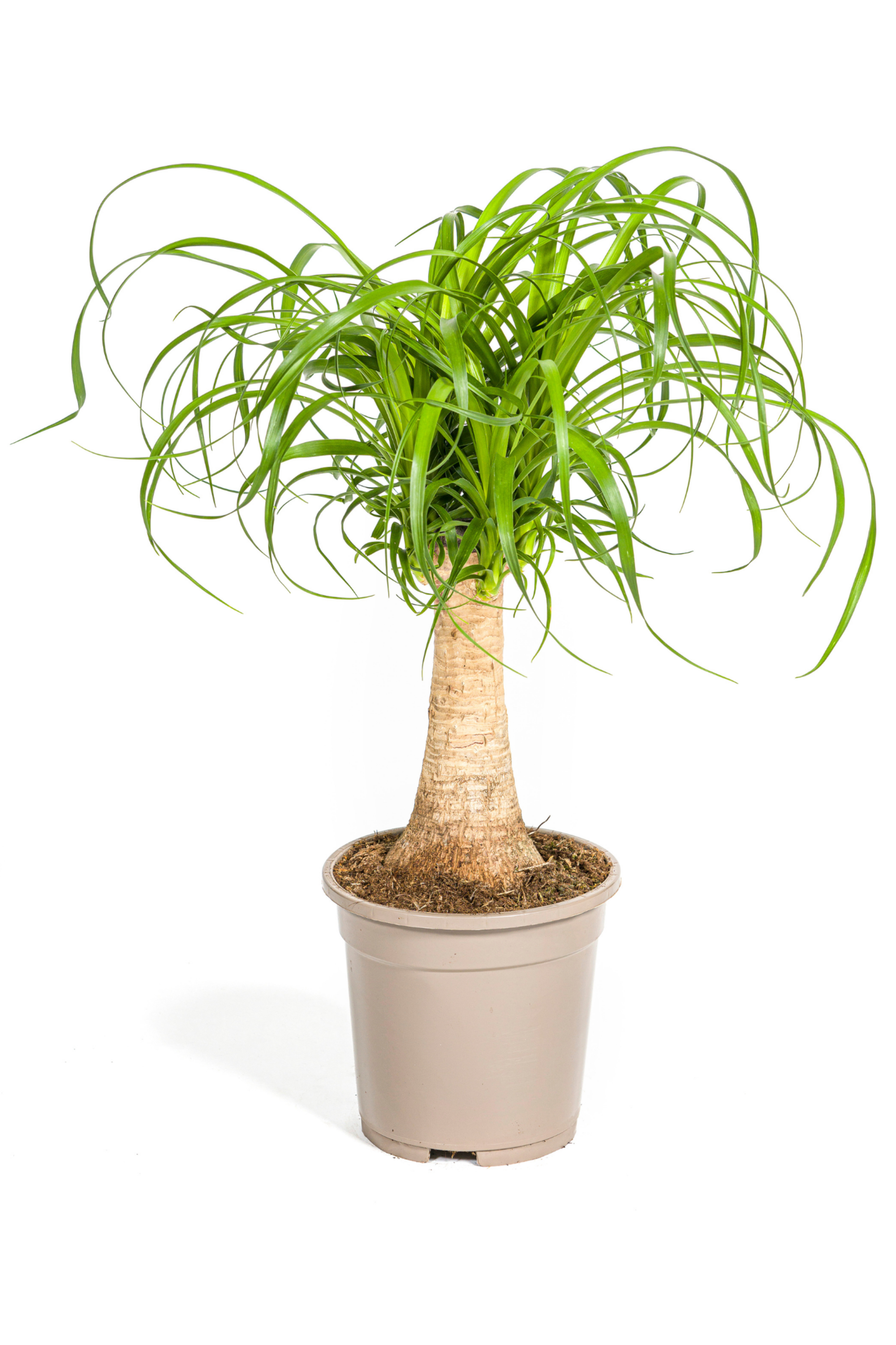 Beaucarnea Recurvata — Pied d’Éléphant — Élégance naturelle & tronc sculptural