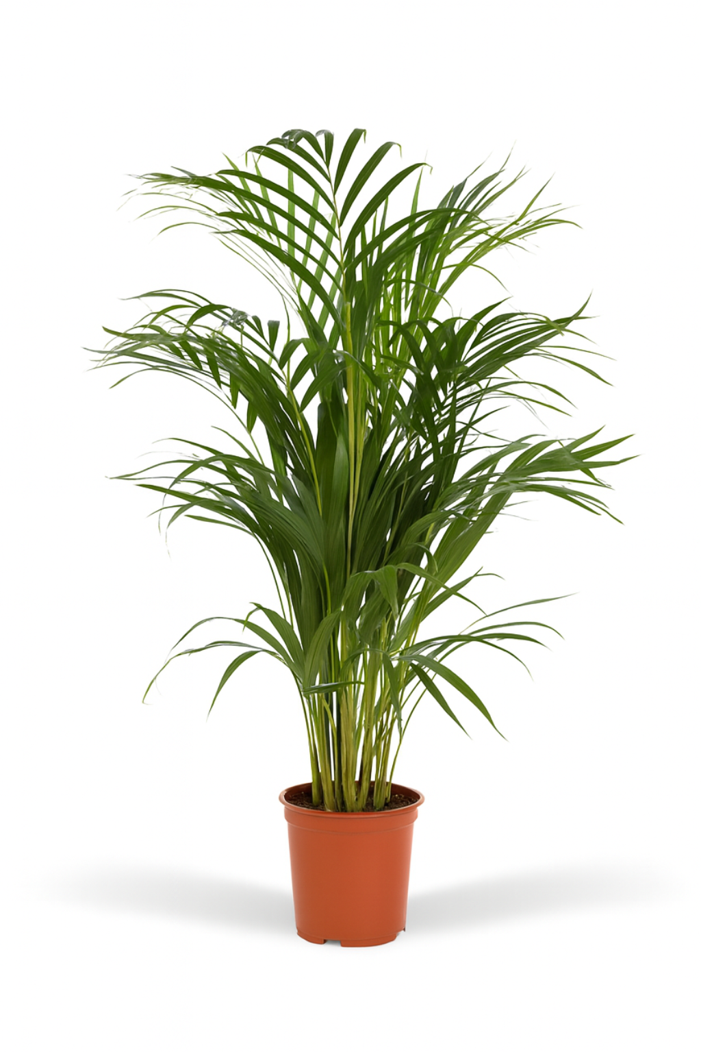 Palmier Areca (Dypsis lutescens) – Ø17/21 cm – 70/100/130 cm