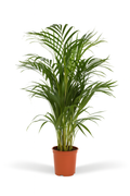 Areca palm (Dypsis lutescens) – Ø17/21 cm – 70/100/130 cm