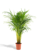Palmier Areca (Dypsis lutescens) – Ø17/21 cm – 70/100/130 cm