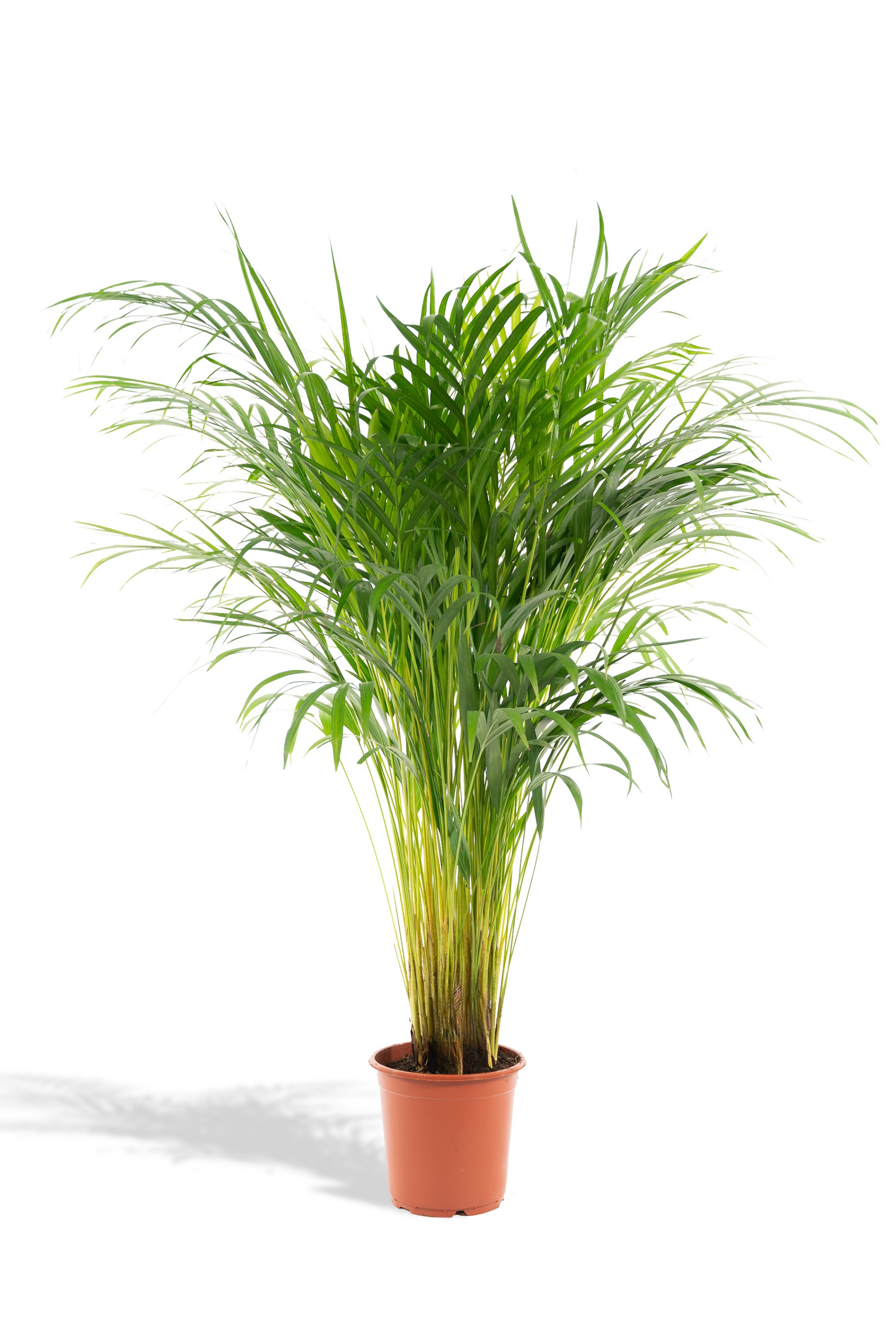 Palmier Areca (Dypsis lutescens) – Ø17/21 cm – 70/100/130 cm