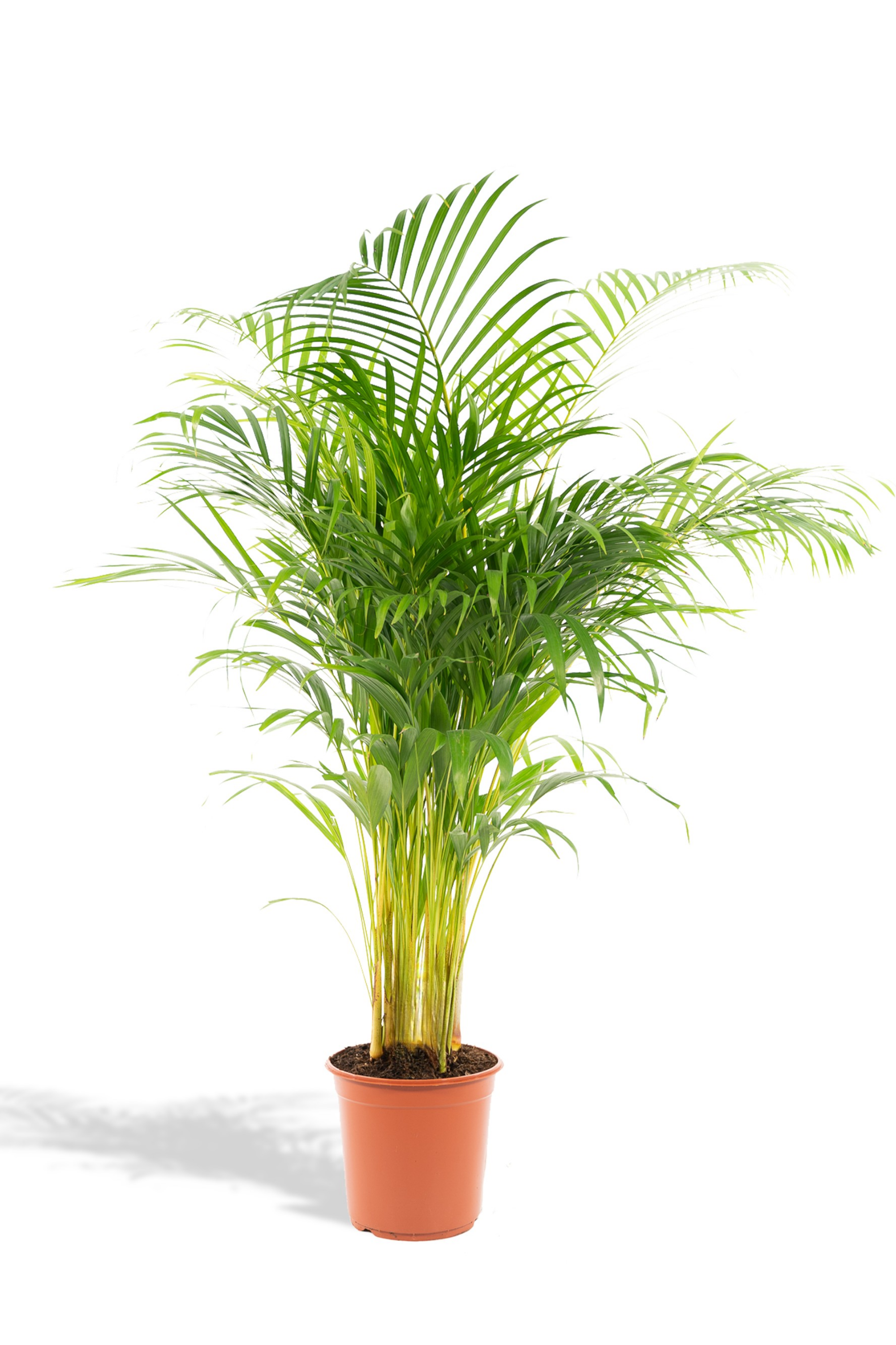 Palmier Areca (Dypsis lutescens) – Ø17/21 cm – 70/100/130 cm