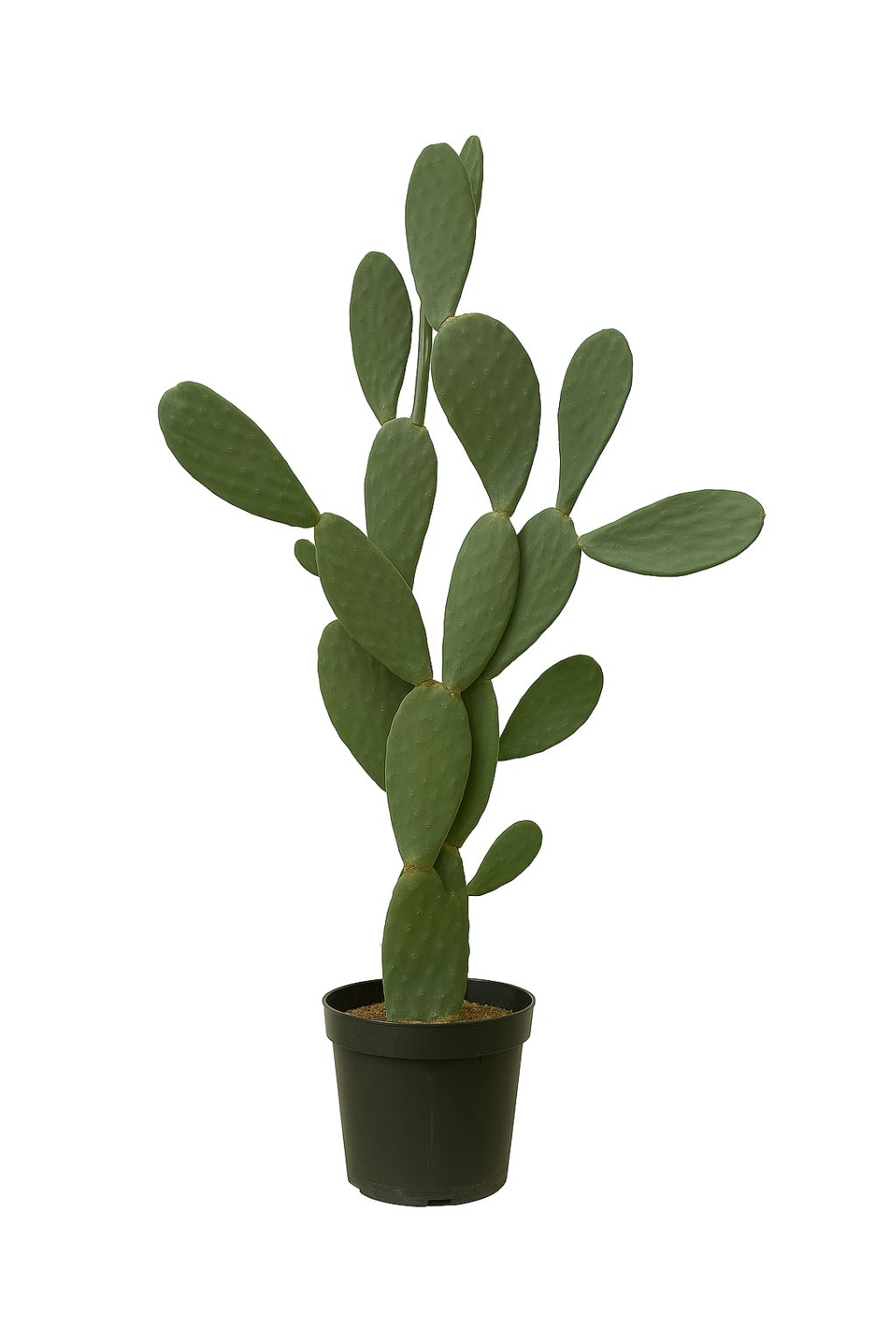 Opuntia Ficus Indica – Le cactus emblématique & solaire – Ø38 cm – 120 cm