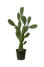 Opuntia Ficus Indica – Le cactus emblématique & solaire – Ø38 cm – 120 cm