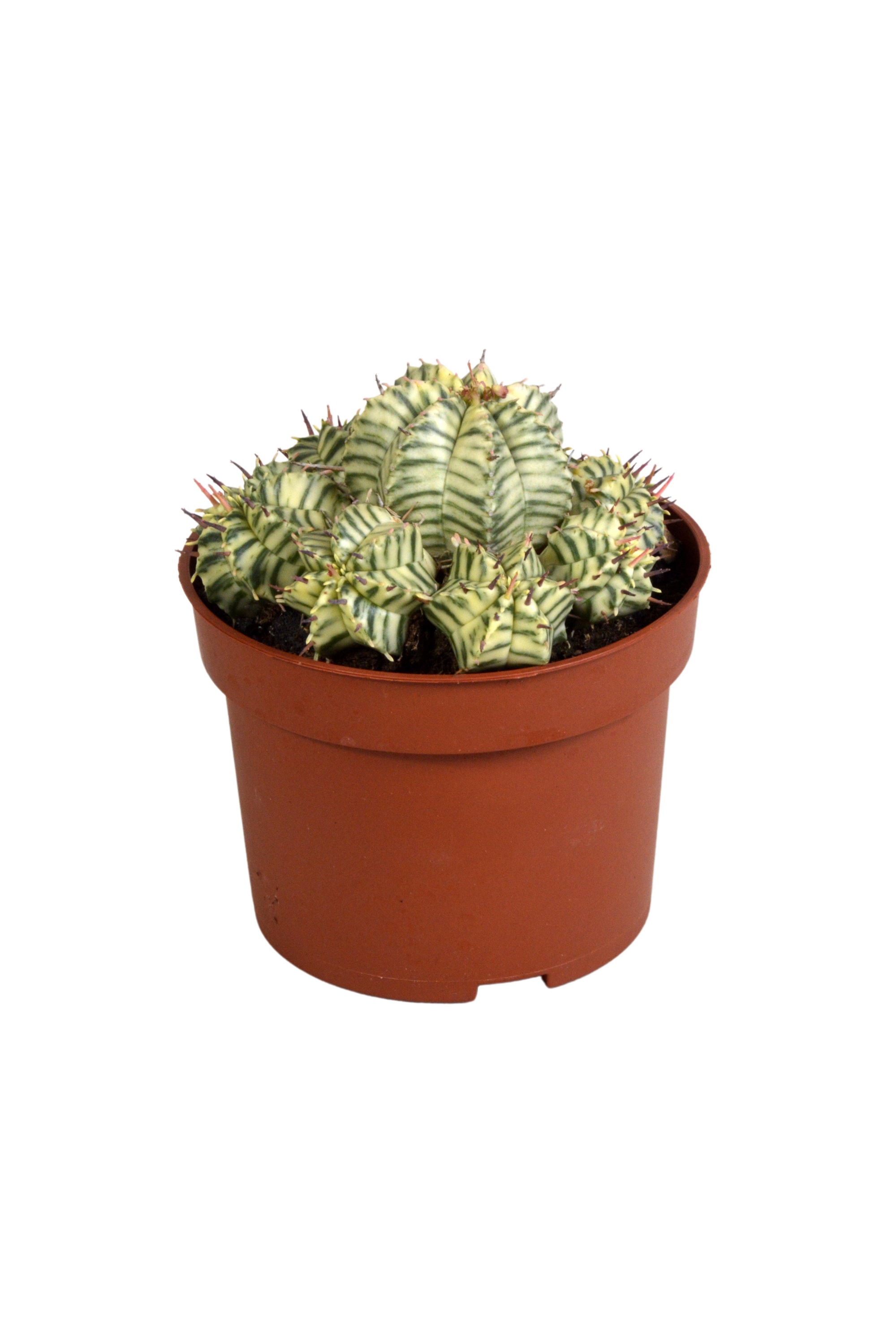 Euphorbia Meloformis Variegata – Succulente rare, Ø10,5 cm – 21 cm