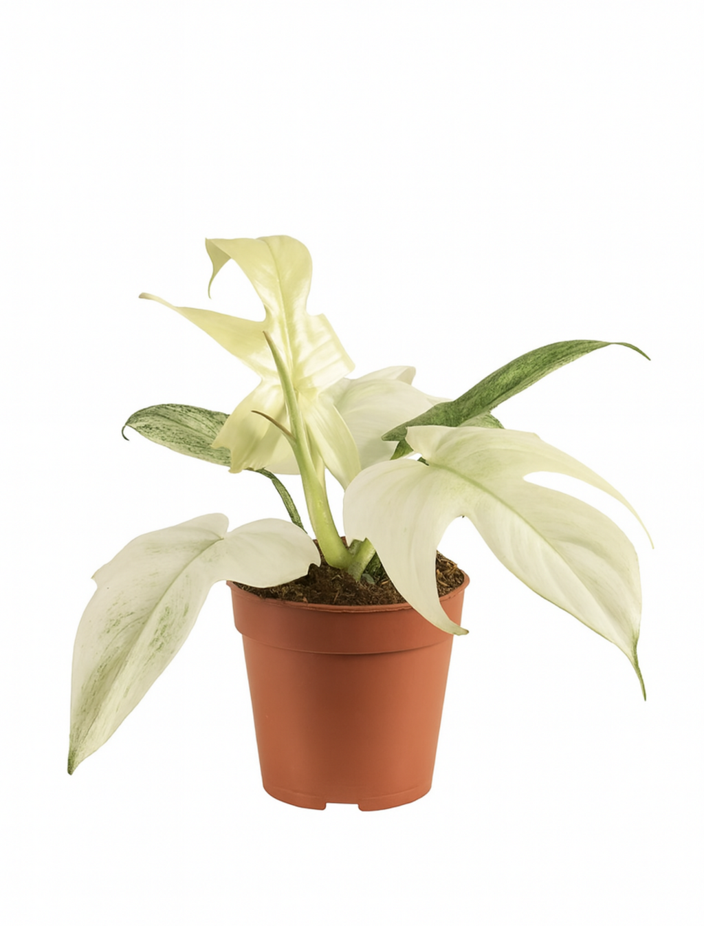 Philodendron Florida Ghost Ø12 cm – Plante rare au feuillage blanc 30 cm