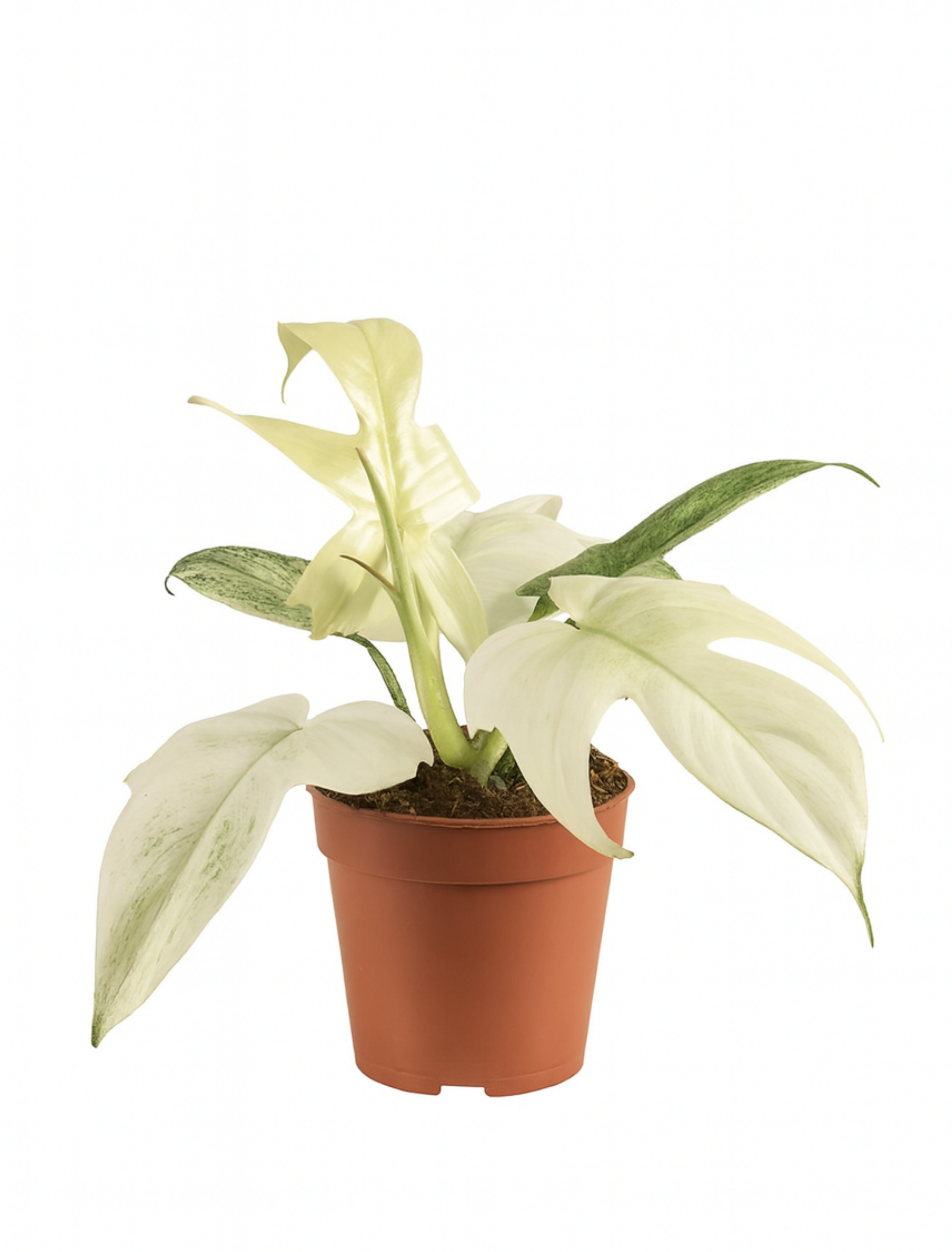 Philodendron Florida Ghost Ø12 cm – Plante rare au feuillage blanc 30 cm