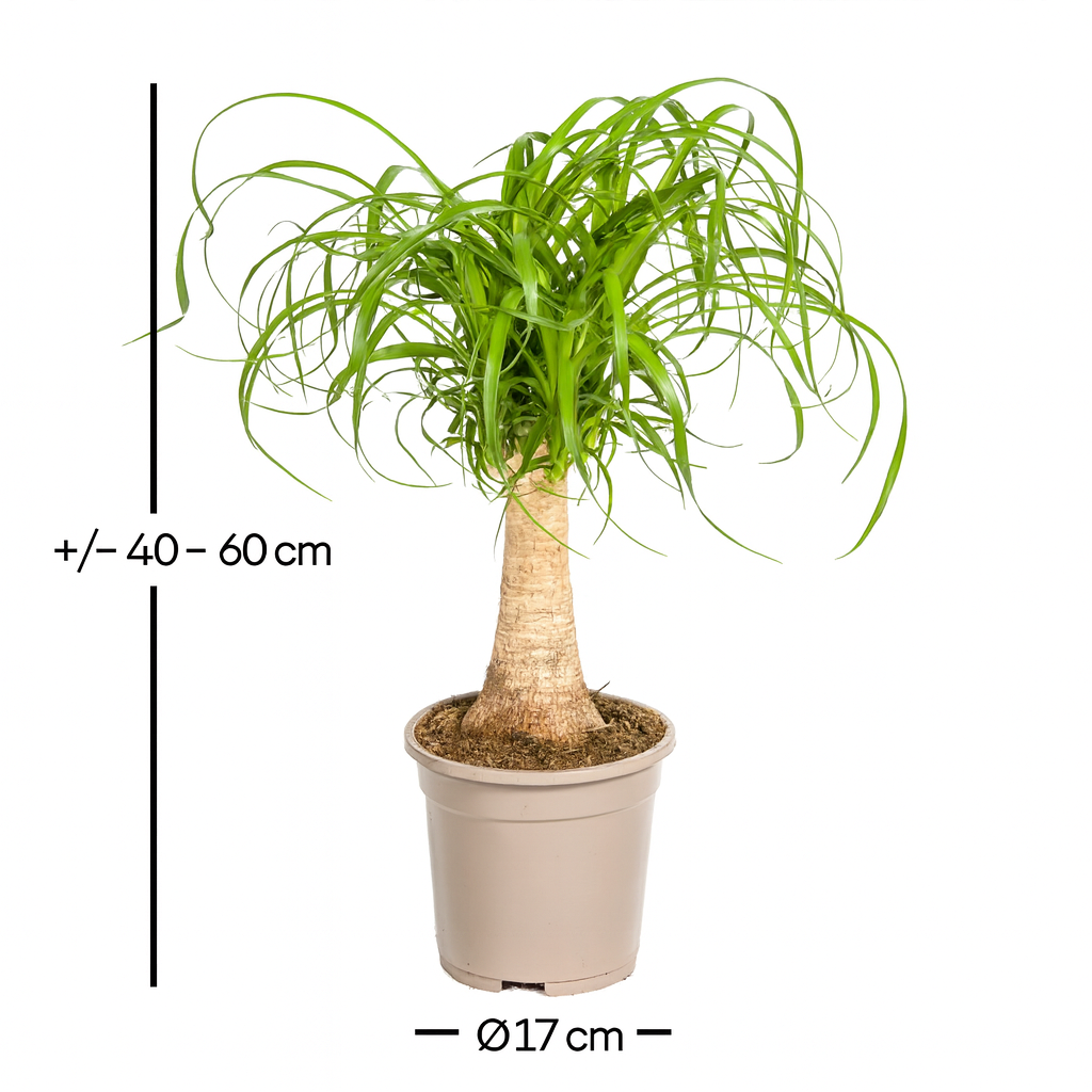 Beaucarnea Recurvata — Pied d’Éléphant — Élégance naturelle & tronc sculptural
