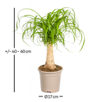 Beaucarnea Recurvata — Pied d’Éléphant — Élégance naturelle & tronc sculptural