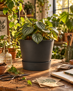 Elho Greenville Rond Noir – Pot avec réservoir d’eau – Ø14 × H13 cm