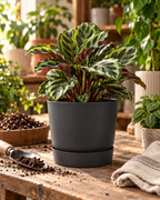 Elho Greenville Rond Noir – Pot avec réservoir d’eau – Ø14 × H13 cm