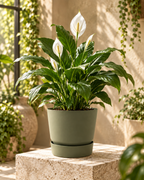 Elho Greenville Rond Vert Feuille – Pot avec réservoir d’eau – Ø14 / Ø20 cm