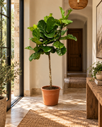 Ficus Lyrata XXL – Figuier Lyre Géant – 210 cm – Ø40 cm