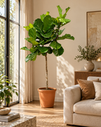 Ficus Lyrata XXL – Figuier Lyre Géant – 210 cm – Ø40 cm