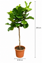 Ficus Lyrata XXL – Figuier Lyre Géant – 210 cm – Ø40 cm