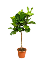 Ficus Lyrata XXL – Figuier Lyre Géant – 210 cm – Ø40 cm